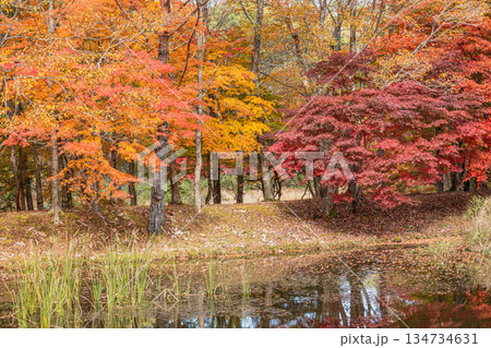 豊田市のタカドヤ湿地の風景(愛知県) 134734631