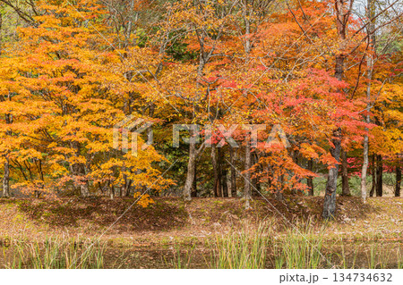 豊田市のタカドヤ湿地の風景(愛知県) 134734632