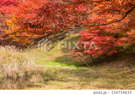 豊田市のタカドヤ湿地の風景(愛知県) 134734633