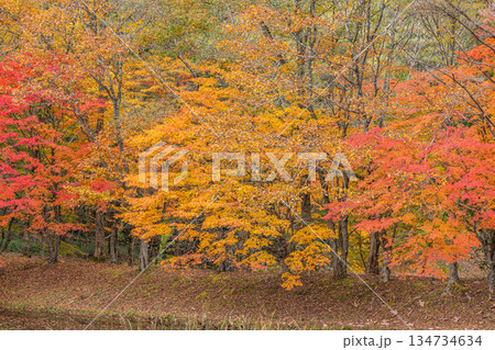 豊田市のタカドヤ湿地の風景(愛知県) 134734634
