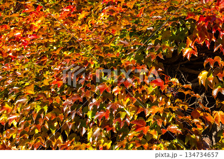 Orange Autumn leafy background. Weaving ivy plant. Leaves of Japanese Ivy or Boston ivy Vitaceae Parthenocissus tricuspidata Veitchii. Wilder Wein texture. Botanical flora Orange Autumn leafy background. Weaving ivy plant. Leaves of Japanese Ivy or Boston ivy Vitaceae Parthenocissus tricuspidata Veitchii. Wilder Wein texture. Botanical flora 134734657