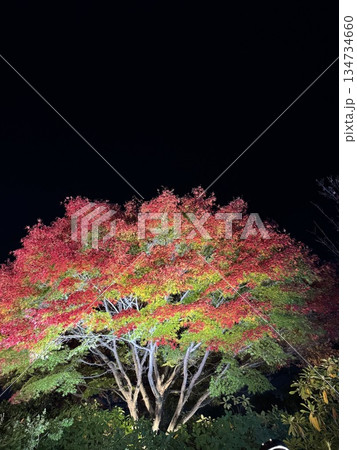 ライトアップされた紅葉 ライトアップされた紅葉 134734660