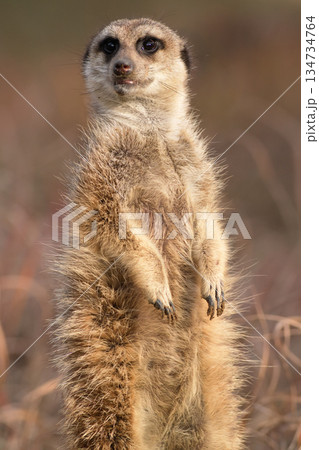 立ち上がって遠くを見るミ－アキャット 134734764