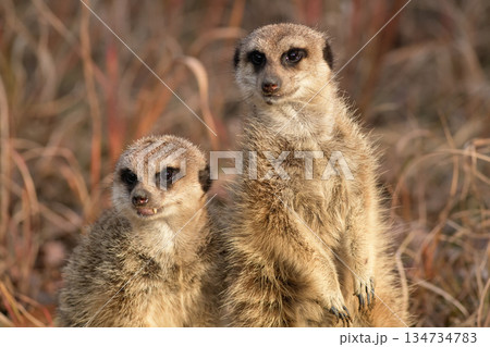 同じ方向を見て警戒するミーアキャット 134734783