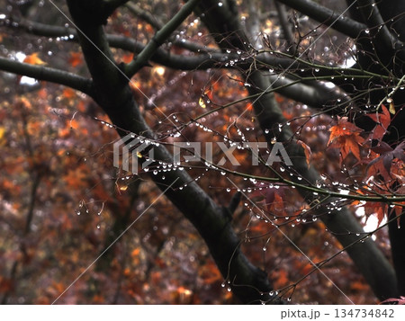 雨上がりの森に輝く滴の列と深まる秋の紅葉 134734842