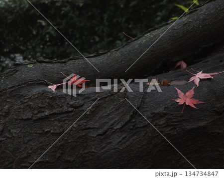 濡れた大木の幹に舞い落ちた紅葉と晩秋の静寂 134734847