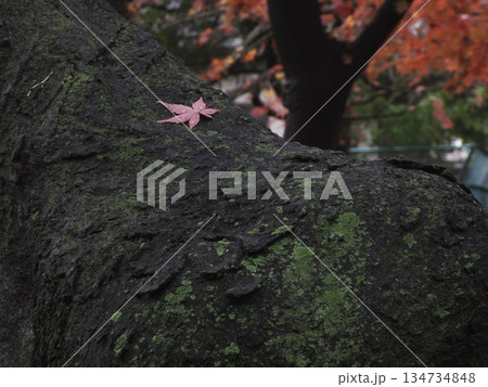 苔むした大木の幹に宿る雨上がりの紅葉と晩秋の彩り 134734848