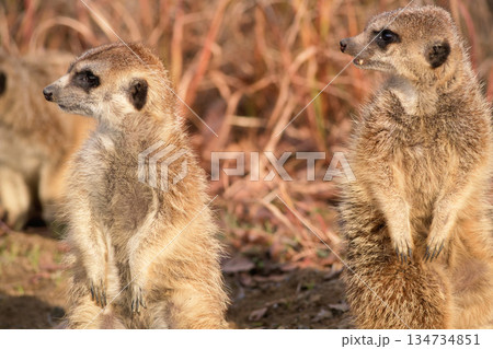 二匹で立ち上がって警戒するミーアキャット 134734851
