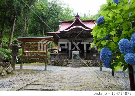 満開のアジサイ　紫陽花　あじさい　出塩文殊堂　山形市 134734875