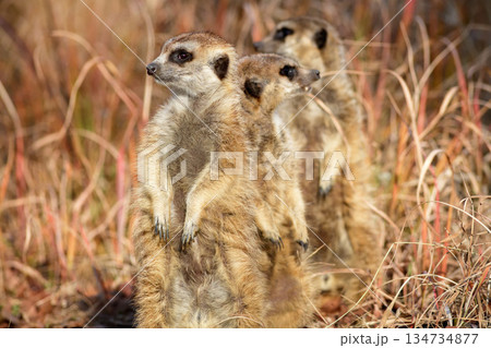 三匹が様々な方角を警戒するミーアキャット 三匹が様々な方角を警戒するミーアキャット 134734877