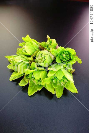 フキノトウ　ふきのとう　蕗の薹 134734889
