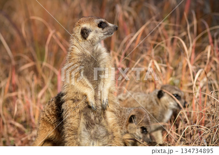 警戒するミーアキャットと食べ物を探すミーアキャット 134734895
