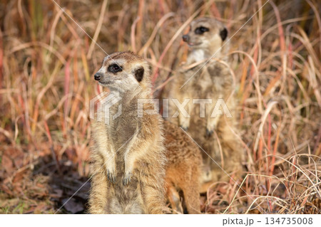 カラスを警戒する三匹のミーアキャット 134735008