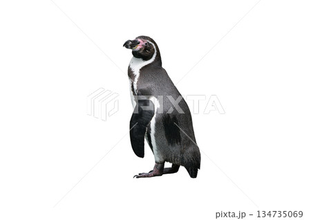 humboldt penguin isolated on white background 134735069
