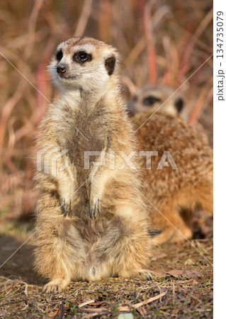 夕方の食事が待ち遠しいミーアキャット 夕方の食事が待ち遠しいミーアキャット 134735079