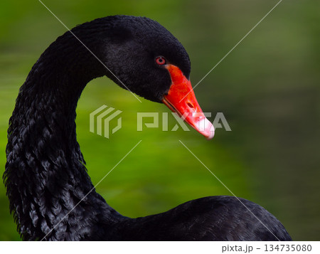 Black Swan portrait on blurred background 134735080