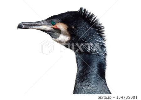 cormorant with spread wings isolated on white background 134735081