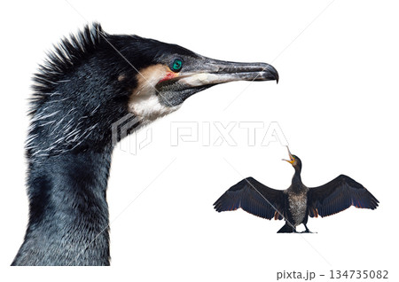 cormorant with spread wings isolated on white background 134735082