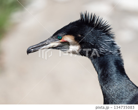 cormorant portrait on blurred background cormorant portrait on blurred background 134735083