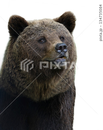 portrait Brown Bear isolated on white background 134735084