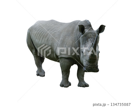 white rhino isolated on white background 134735087
