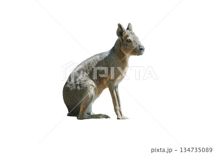 Patagonian Mara isolated on white background 134735089