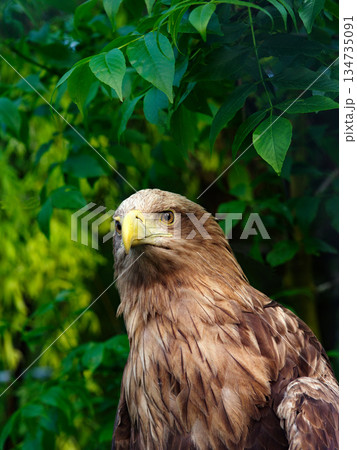 White-tailed eagle portrait isolated on green background White-tailed eagle portrait isolated on green background 134735091