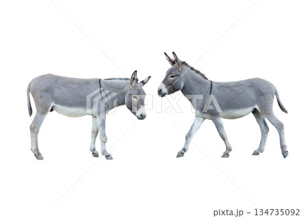 donkey isolated on white background 134735092