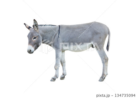 donkey isolated on white background 134735094