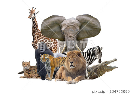 african animals isolated on white background 134735099