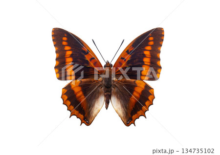 Charaxes lucretius red black butterfly Africa isolated on white background Charaxes lucretius red black butterfly Africa isolated on white background 134735102