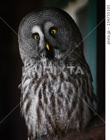 Great Grey Owl sitting by a window near a house Great Grey Owl sitting by a window near a house 134735105