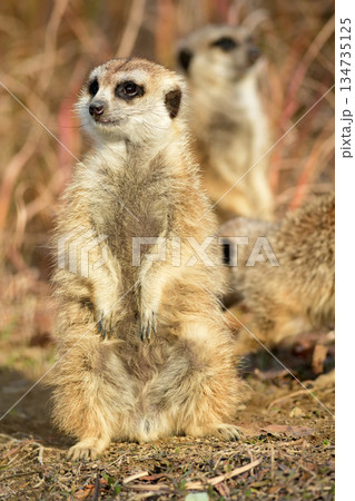 飼育員の来る方向だけを見る空腹のミーアキャット 飼育員の来る方向だけを見る空腹のミーアキャット 134735125