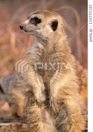 音に反応して顔を向けたミーアキャット 音に反応して顔を向けたミーアキャット 134735185