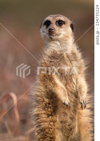 冬の太陽が落ちるのを待つミーアキャット 134735224