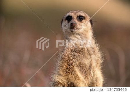 はんみを向けたミーアキャットのポートレート はんみを向けたミーアキャットのポートレート 134735466