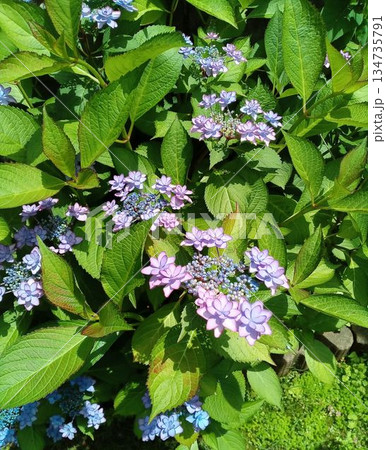 ガクアジサイの花のアップ 134735791
