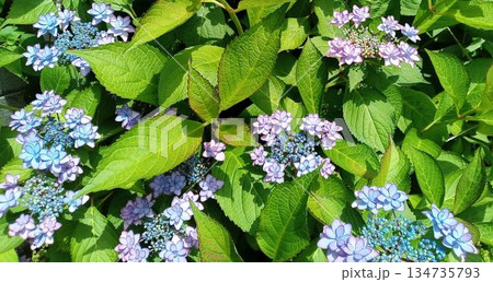 ガクアジサイの花のアップ ガクアジサイの花のアップ 134735793