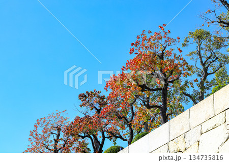 beautiful Walls of Castle in Japan with colorful Autumn tree foliage. 134735816