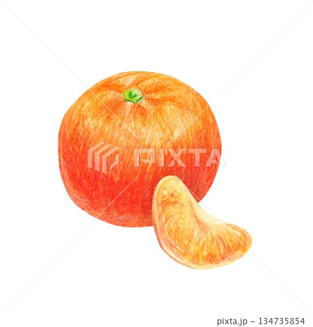 Hand drawn illustration with a tangerine and a slice of tangerine for graphic design. Isolated colored pencil illustration on white background. New year collection. 134735854