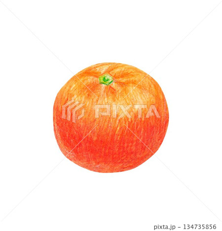 Hand drawn illustration with a tangerine for graphic design. Isolated colored pencil illustration on white background. New year collection. Hand drawn illustration with a tangerine for graphic design. Isolated colored pencil illustration on white background. New year collection. 134735856