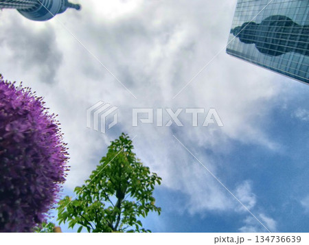 紫の丸い花～アリウム-35 134736639