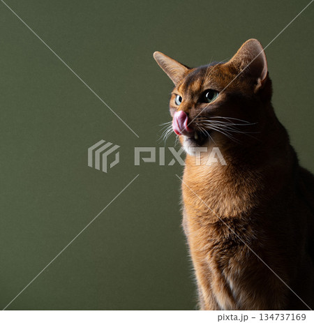 hungry abyssinian cat profile view on green background hungry abyssinian cat profile view on green background 134737169