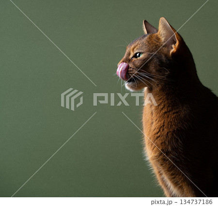 hungry abyssinian cat profile view on green background hungry abyssinian cat profile view on green background 134737186