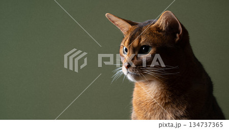 abyssinian cat profile view on green background abyssinian cat profile view on green background 134737365
