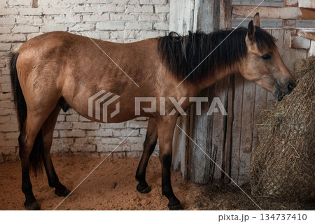 Horse in rustic stall, calm expression, wooden and brick barn interior. Farm horse indoors, standing near hay supply, countryside animal care theme. Horse in rustic stall, calm expression, wooden and brick barn interior. Farm horse indoors, standing near hay supply, countryside animal care theme. 134737410