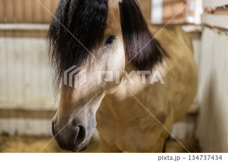 Close-up of a beautiful horse with dark mane standing in stable, symbol of strength, grace, and equestrian lifestyle. Horse with long black mane looking into camera inside barn, concept of animal beau 134737434