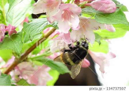 花の蜜を集めるマルハナバチのマクロ撮影 134737507