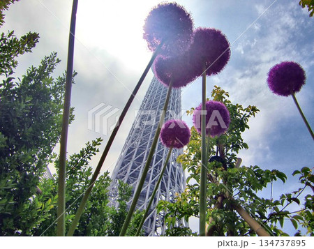 紫の丸い花~アリウム-14 紫の丸い花~アリウム-14 134737895