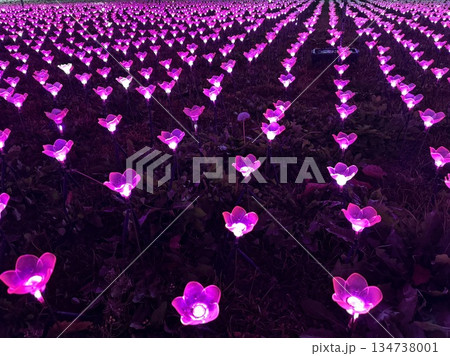 イルミネーションのお花畑 134738001